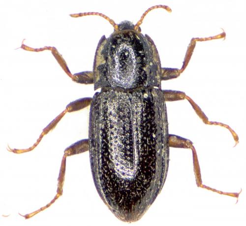 Esolus parallelepipedus